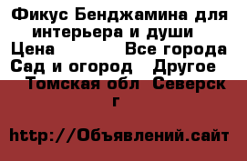 Фикус Бенджамина для интерьера и души › Цена ­ 2 900 - Все города Сад и огород » Другое   . Томская обл.,Северск г.